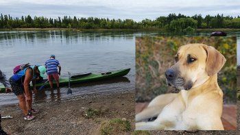 tras ocho meses de busqueda, milo regreso a su hogar en cipolletti tras ocho meses de busqueda, milo regreso a su hogar en cipolletti