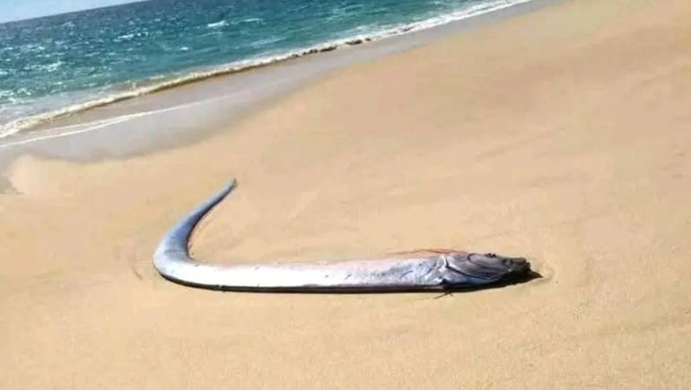 ¿Se acerca el fin del mundo?, apareció pez apocalíptico en una playa
