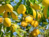 Mitos y curiosidades del limón: entre la ciencia y la tradición