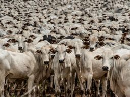 El informe del USDA anticipa una producción cercana a 12,5 millones de toneladas en 2026, por debajo de los máximos recientes. La menor oferta exportable podría influir en los precios globales. El informe del USDA anticipa una producción cercana a 12,5 millones de toneladas en 2026, por debajo de los máximos recientes. La menor oferta exportable podría influir en los precios globales.