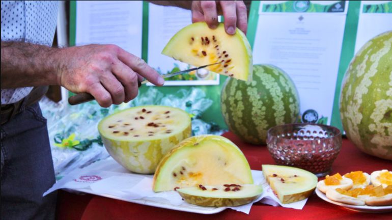 El citrón es una fruta de origen africano parecida a la sandía, pero con mucha menos agua, que los colonos galeses introdujeron en Chubut hace más de 100 años. El citrón es una fruta de origen africano parecida a la sandía, pero con mucha menos agua, que los colonos galeses introdujeron en Chubut hace más de 100 años.