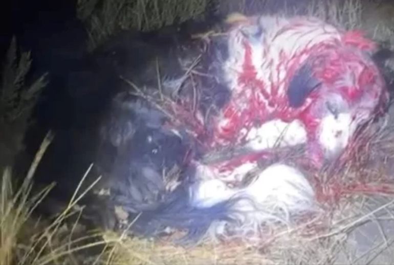 Cuando el vecino de Río Gallegos la encontró, la border collie estaba bañada en sangre. Cuando el vecino de Río Gallegos la encontró, la border collie estaba bañada en sangre.