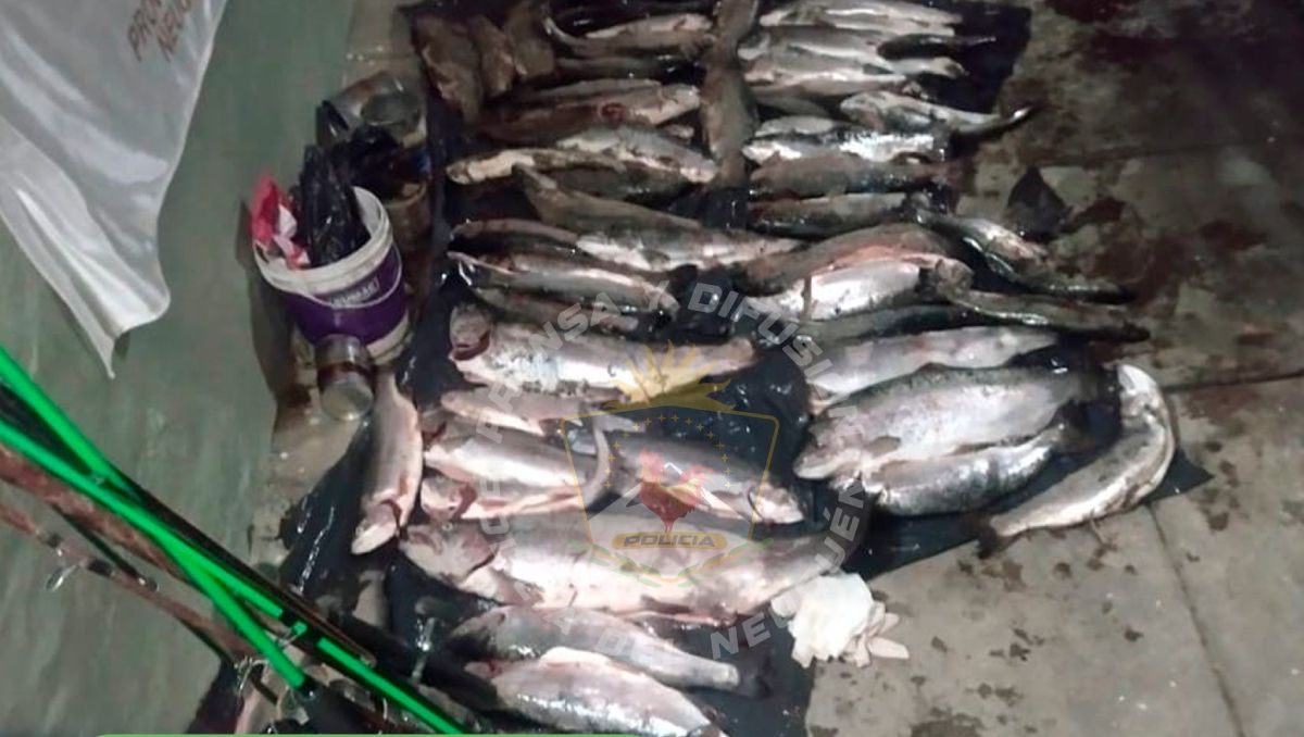 Pesca ilegal: secuestraron 55 truchas en Junín de los Andes