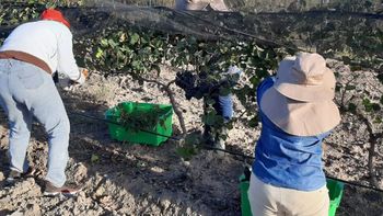 Las emprendedoras trabajan en un viñedo de 4,5 hectáreas en el noreste de La Pampa. Las emprendedoras trabajan en un viñedo de 4,5 hectáreas en el noreste de La Pampa.