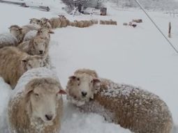 Las condiciones para producir en la Patagonia son realmente extremas. Las condiciones para producir en la Patagonia son realmente extremas.
