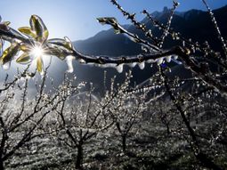 menor oferta de cerezas en turquia: alzas de precios de hasta un 50%