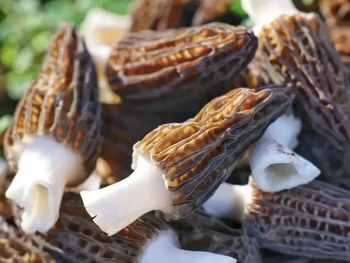 La morchella, también conocida como colmenilla, considerada el hongo más caro del mundo.