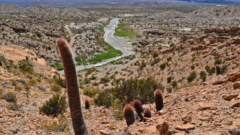 Invitan a conocer el Valle de los Cactus en Buta Ranquil