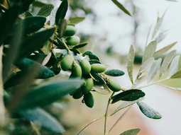 En Chubut, prevén plantar 2 hectáreas. En Chubut, prevén plantar 2 hectáreas.