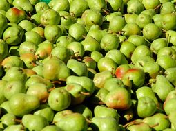 La calidad de la pera destinada al mercado interno no es la mejor. La calidad de la pera destinada al mercado interno no es la mejor.