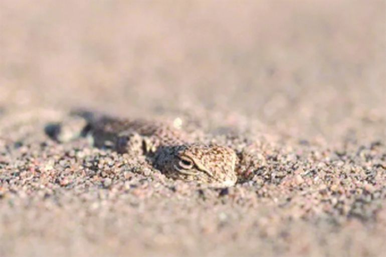 La pequeña lagartija, cuyo nombre científico es Liolaemus cuyumhue, fue descubierta por el científico Luciano Ávila en la zona de Añelo en 2009.