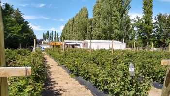 En chacra La Piedad se especializan en moras y frambuesas