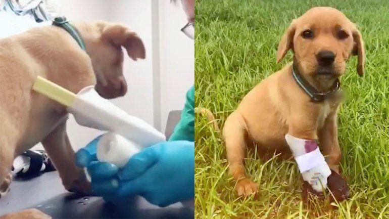 Este perrito no deja de sumar reproducciones en YouTube