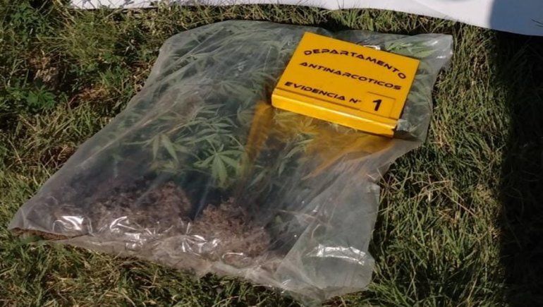 En uno de los allanamientos realizados por el robo, la Policía halló varios plantines de marihuana.