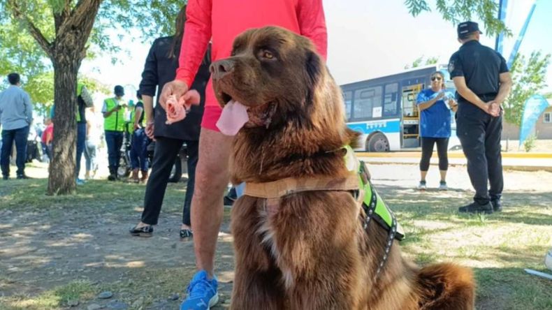 Justo, el guardián terranova de Neuquén. | LM Neuquen Justo, el guardián terranova de Neuquén.