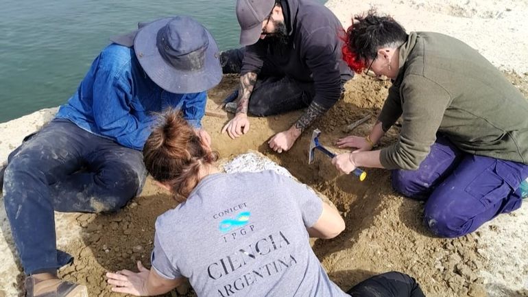 Chubut: científicos del Conicet trabajan sobre el fósil hallado en Puerto Pirámides. Chubut: científicos del Conicet trabajan sobre el fósil hallado en Puerto Pirámides.