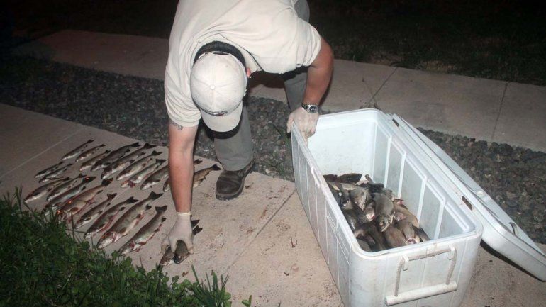 Secuestraron más de 60 truchas en Junín de los Andes.