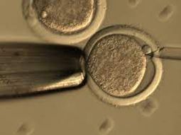 Los embriones de bovinos sirven para mejorar las condiciones genéticas del rodeo. Los embriones de bovinos sirven para mejorar las condiciones genéticas del rodeo.