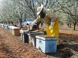 ¿La Apicultura Industrial Amenaza la Viabilidad Económica de los Polinizadores en Europa? ¿La Apicultura Industrial Amenaza la Viabilidad Económica de los Polinizadores en Europa?