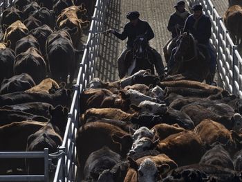 Buen comienzo de semana. Los precios de la hacienda muestran signos de recuperación.