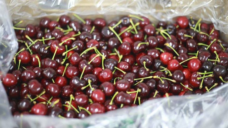 La oferta récord de fruta chilena en noviembre genera preocupación entre productores locales por la pérdida de competitividad.