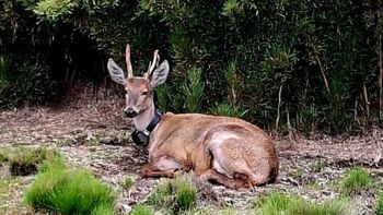 El Huemul cumplió un año dentro del Parque Nacional Lanín. El Huemul cumplió un año dentro del Parque Nacional Lanín.