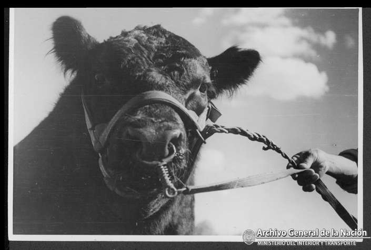 Toro raza Aberdeen Angus. Foto: Archivo General de la Nación