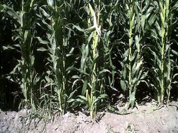 El país lanza una apuesta estratégica que promete abrir mercados y potenciar las economías regionales. El país lanza una apuesta estratégica que promete abrir mercados y potenciar las economías regionales.