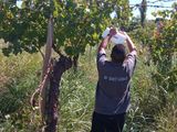 La Rioja: activan medidas contra la Polilla de la Vid