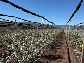 ovalle duplicara su produccion de cerezas y vuelve a china