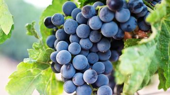 De la vid al botella: cadena liberada de 973 normas. INV enfocado en calidad, no en control total. De la vid al botella: cadena liberada de 973 normas. INV enfocado en calidad, no en control total.