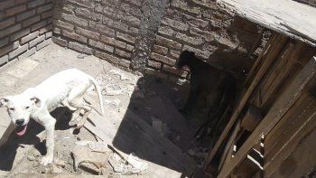 lo acusan por crueldad animal tras hallazgo de galgos desnutridos lo acusan por crueldad animal tras hallazgo de galgos desnutridos