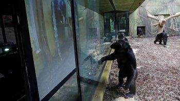 Estos chimpancés disfrutar de interactuar vía Zoom Estos chimpancés disfrutar de interactuar vía Zoom