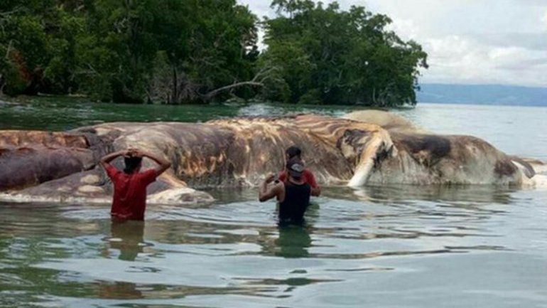 La aparición sin vida del enorme animal desconcertó a los habitantes de una playa en Indonesia.