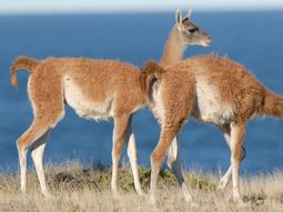 La esquila de guanacos en silvestría, con buenas prácticas, es una alternativa complementaria para la producción ganadera. Fotografía gentileza: investigador. La esquila de guanacos en silvestría, con buenas prácticas, es una alternativa complementaria para la producción ganadera. Fotografía gentileza: investigador.