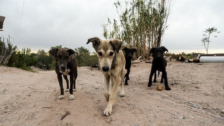 El Chañar castró a más del 20% de sus perros y gatos