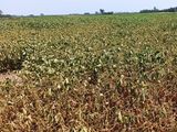 El impacto de la ola de calor se hará sentir.