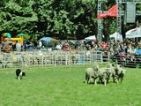 Bariloche se prepara para su expo rural. Foto: @RuralBariloche