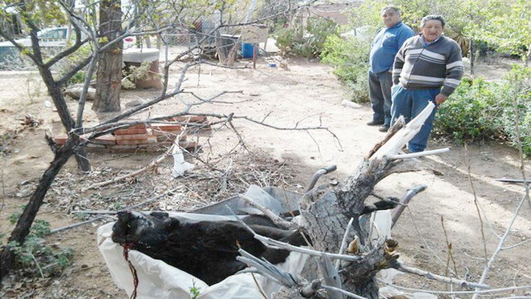Indignación. La perra yace en el suelo muerta de un tiro en la cabeza.&nbsp;