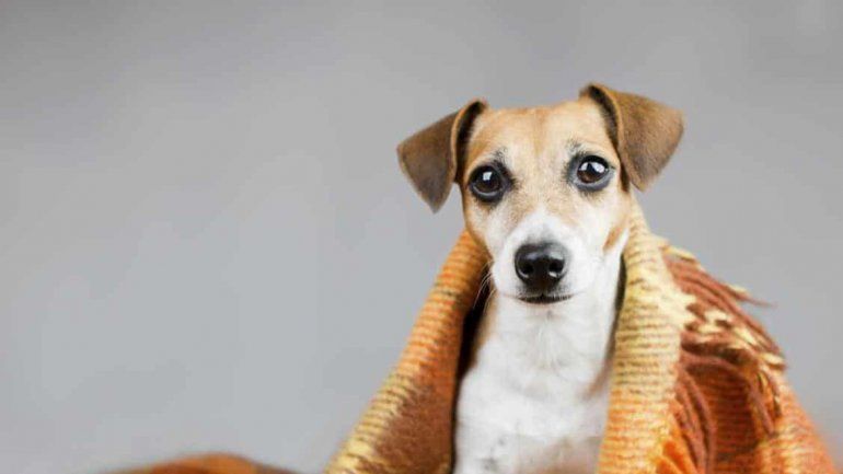 Cómo proteger a tu perro durante el frío