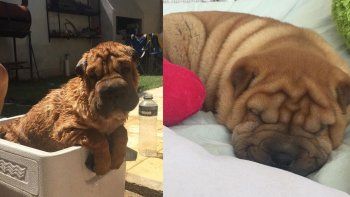 Román, el Shar Pei que tenía solo cuatro meses y murió en Centenario. Román, el Shar Pei que tenía solo cuatro meses y murió en Centenario.