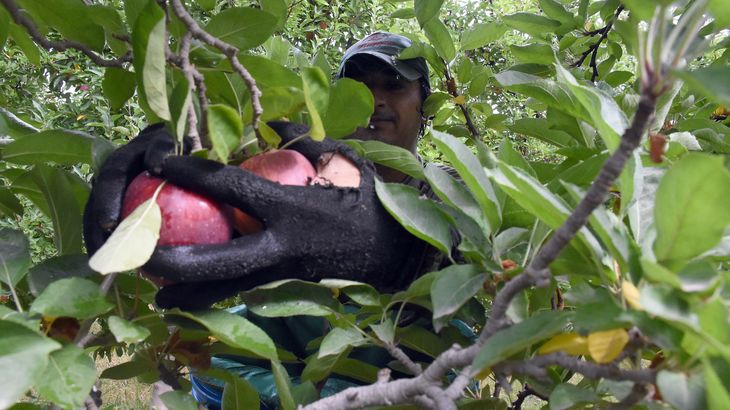 De fruta descartada a sidra premium: la historia Testaruda