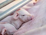 En los primeros cinco meses de 2025 se importaron 24.303 toneladas de carne de cerdo, cifra que supera ampliamente las 3.939 toneladas ingresadas en igual período del año anterior.&nbsp;