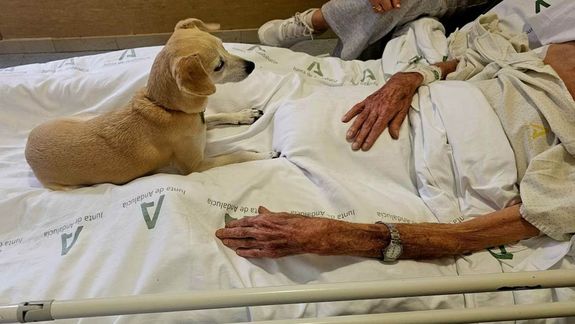 El último adiós: un hospital permite a pacientes terminales despedirse de sus mascotas