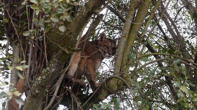 Se encontró a un puma trepado a un árbol en su vereda