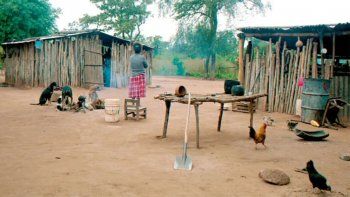 comunidades indigenas usan yuyos y miel para afrontar el coronavirus comunidades indigenas usan yuyos y miel para afrontar el coronavirus