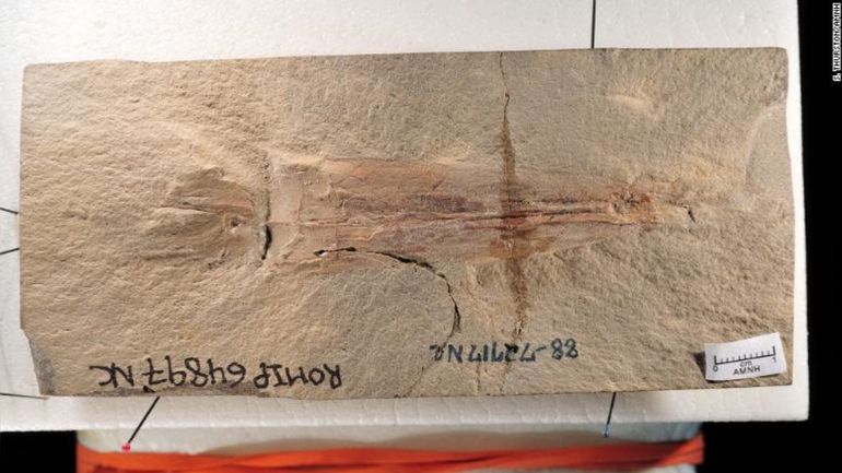 Hallan el fósil de un pulpo vampiro más antiguo