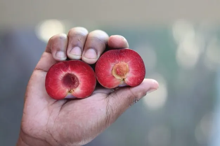 Esta variedad se puede almacenar a -0,5C durante un mínimo de 35 días. Esta variedad se puede almacenar a -0,5C durante un mínimo de 35 días.