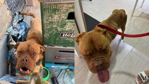 Allanamiento y un detenido en Oro por un aberrante caso de crueldad animal