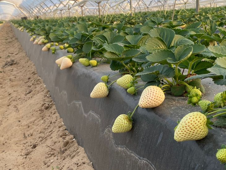 Hoy Chile produce esta fruta centenaria a escala para su exportación. Hoy Chile produce esta fruta centenaria a escala para su exportación.